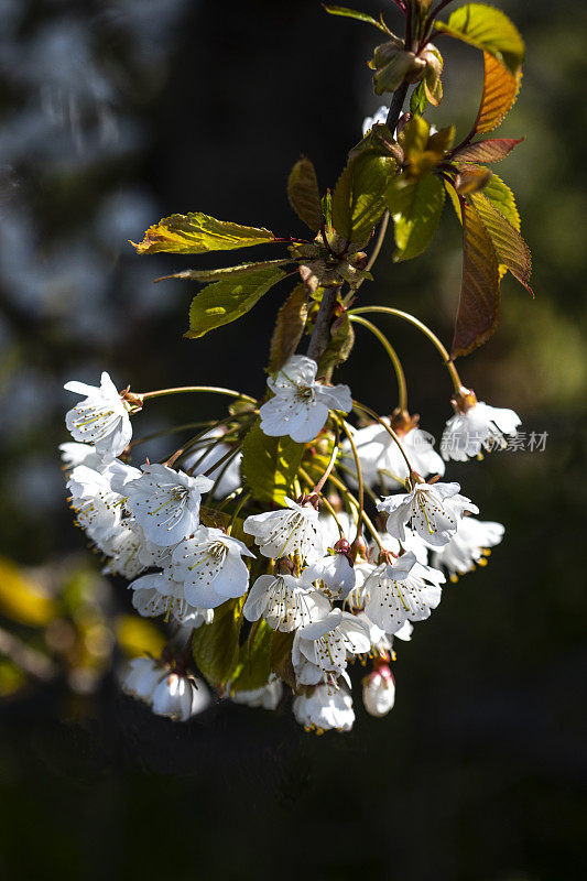 Prunus Avium -盛开的樱桃树